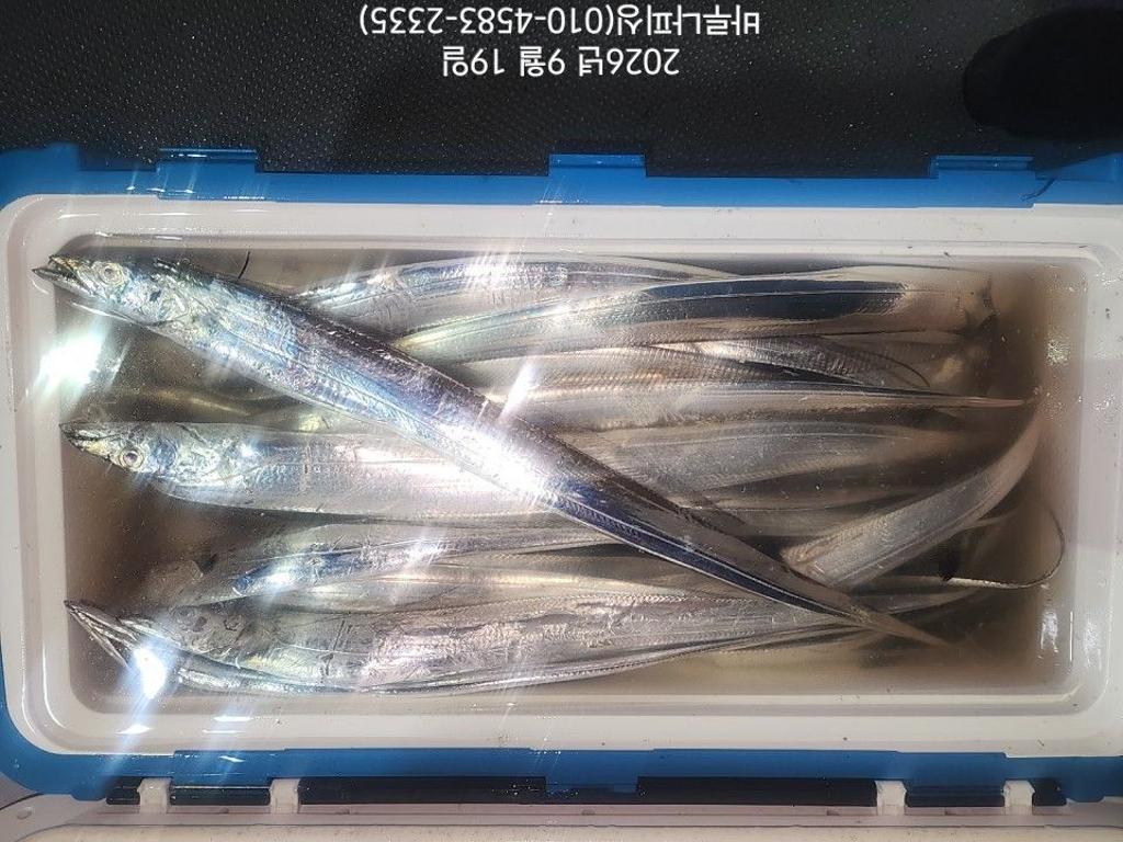 낚시뚜,갈치,속천항(진해),바루나피싱,낚시뚜4
