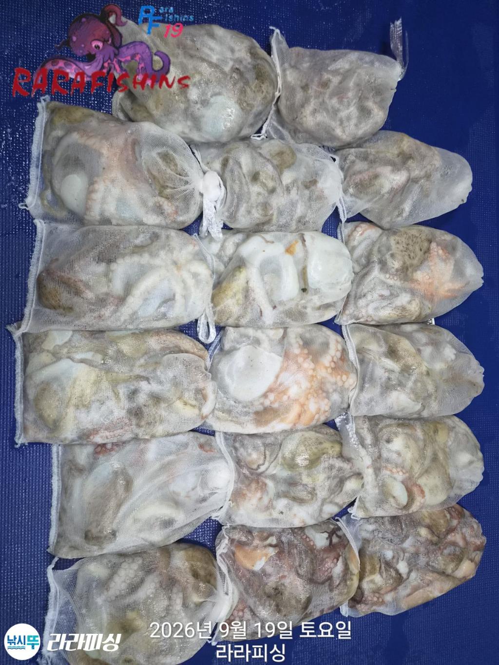 낚시뚜,돌문어,속천항(진해),라라피싱,낚시뚜19