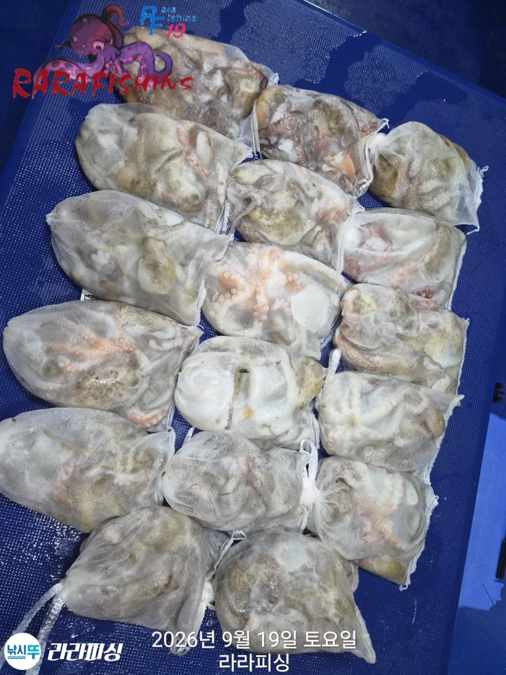 낚시뚜,돌문어,속천항(진해),라라피싱,낚시뚜16