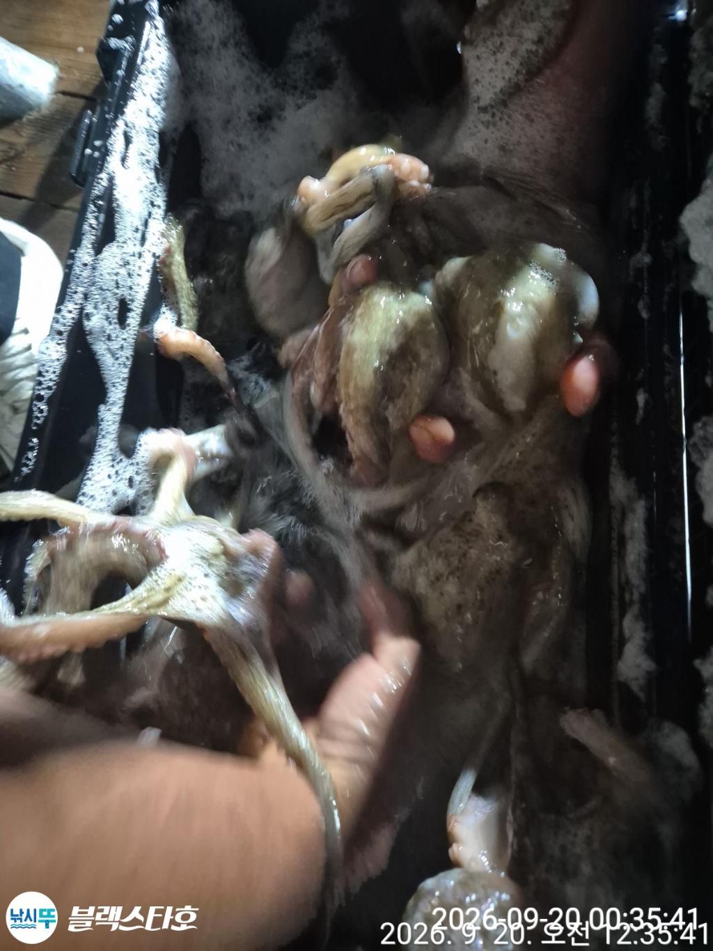 낚시뚜,돌문어,삼천포 팔포항,삼천포 블랙스타,낚시뚜21
