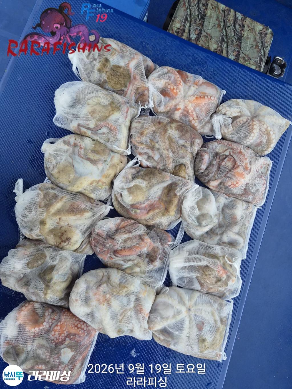 낚시뚜,돌문어,속천항(진해),라라피싱,낚시뚜12