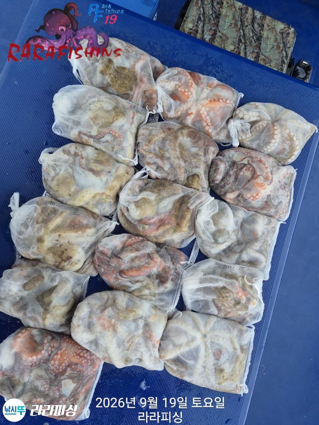 낚시뚜,돌문어,속천항(진해),라라피싱,낚시뚜11