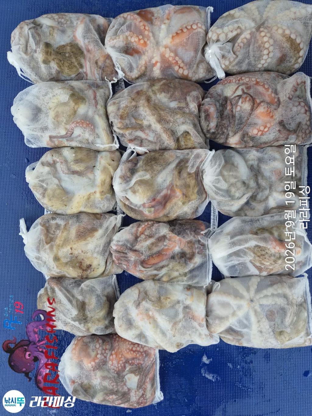 낚시뚜,돌문어,속천항(진해),라라피싱,낚시뚜1