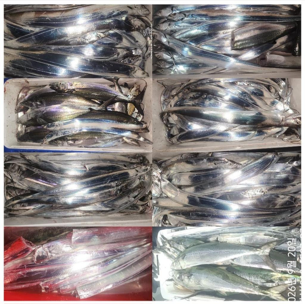 낚시뚜,갈치,속천항(진해),바루나피싱,낚시뚜14