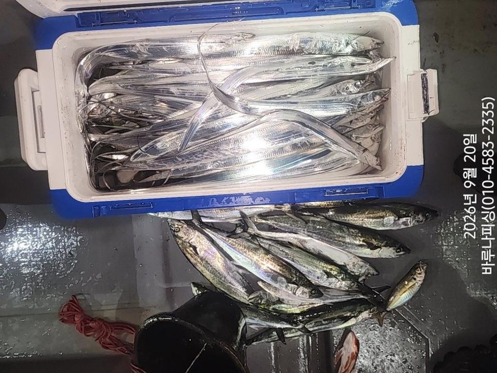 낚시뚜,갈치,속천항(진해),바루나피싱,낚시뚜6