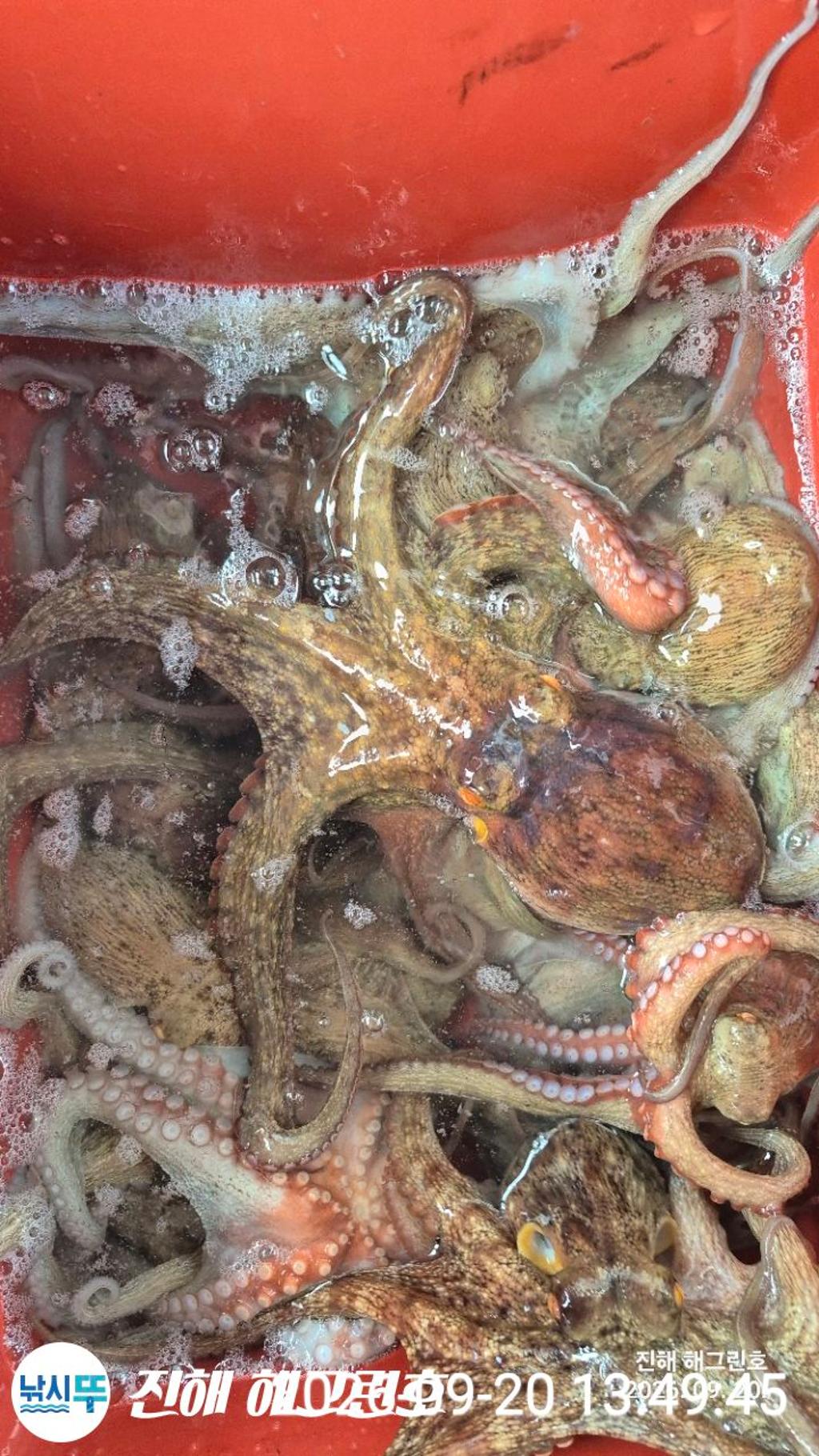 낚시뚜,돌문어,삼포항,진해 해그린호,낚시뚜12