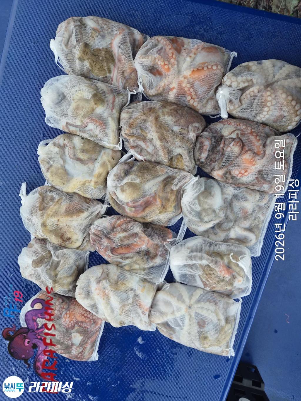 낚시뚜,돌문어,속천항(진해),라라피싱,낚시뚜14