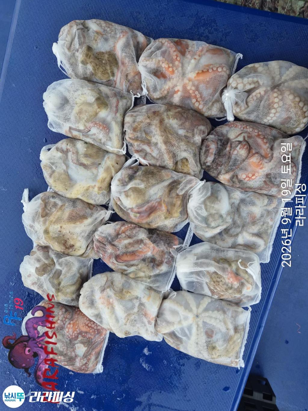 낚시뚜,돌문어,속천항(진해),라라피싱,낚시뚜13