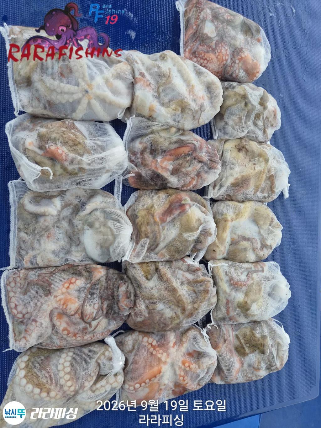 낚시뚜,돌문어,속천항(진해),라라피싱,낚시뚜10