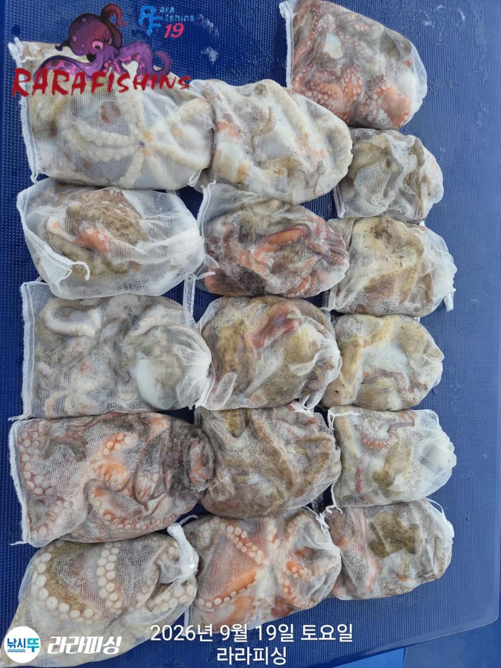 낚시뚜,돌문어,속천항(진해),라라피싱,낚시뚜9