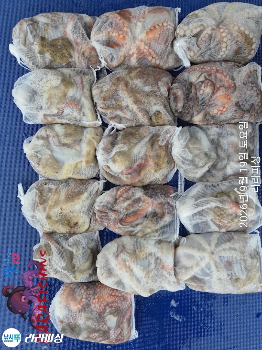 낚시뚜,돌문어,속천항(진해),라라피싱,낚시뚜0