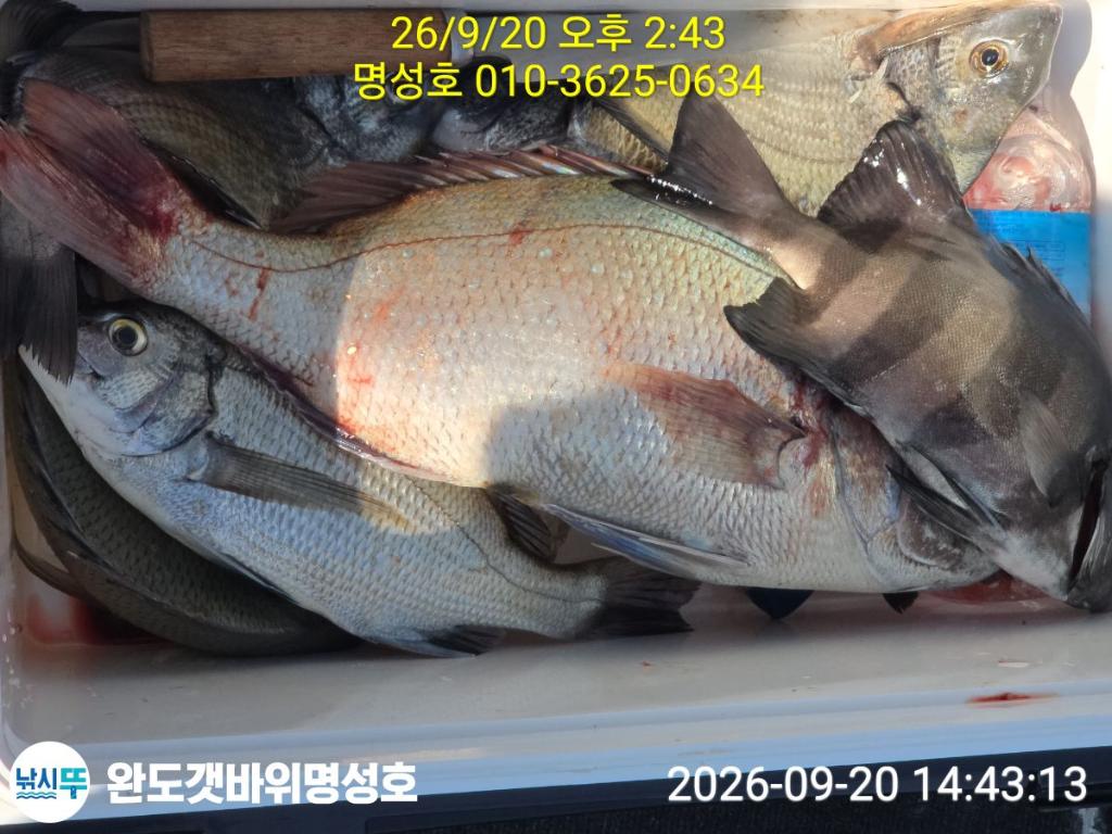 낚시뚜,감성돔,돌돔,완도항,완도해남 명성호,낚시뚜1