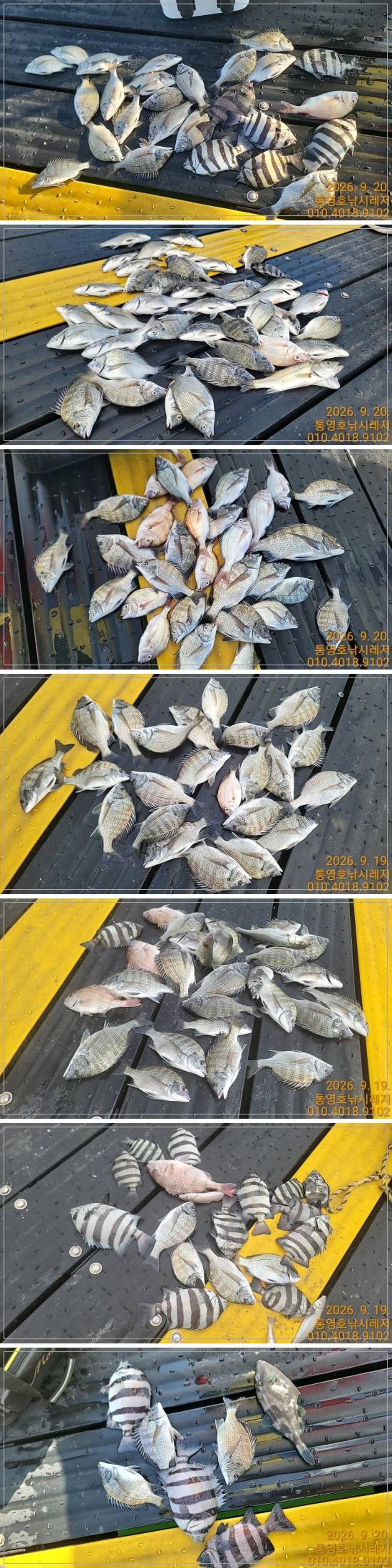 낚시뚜,감성돔,풍화수월선착장,통영호 낚시레져,낚시뚜0