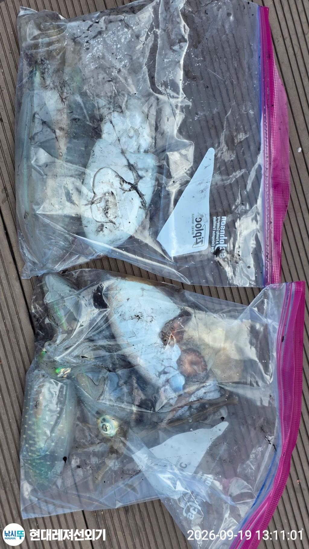 낚시뚜,감성돔,돌문어,갑오징어,풍화상장마을,통영 현대레져선외기,낚시뚜9