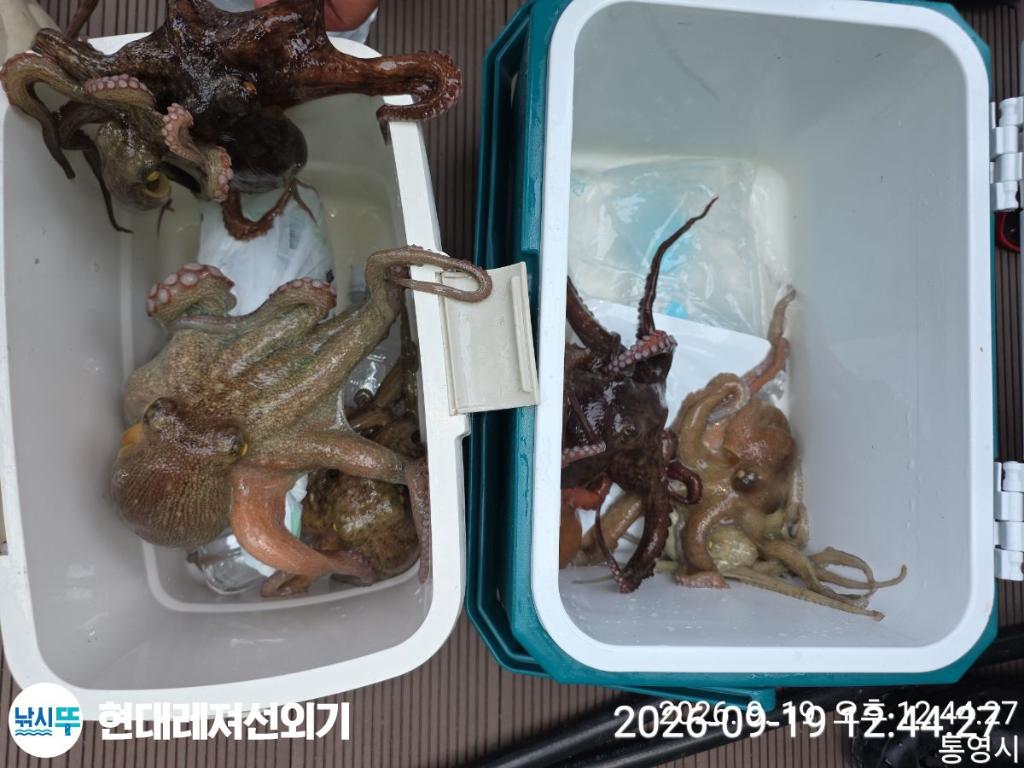 낚시뚜,감성돔,돌문어,갑오징어,풍화상장마을,통영 현대레져선외기,낚시뚜8