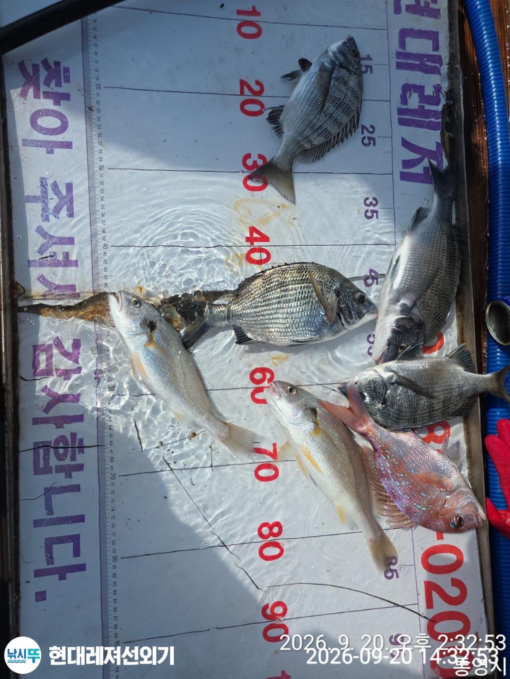 낚시뚜,감성돔,돌문어,갑오징어,풍화상장마을,통영 현대레져선외기,낚시뚜7