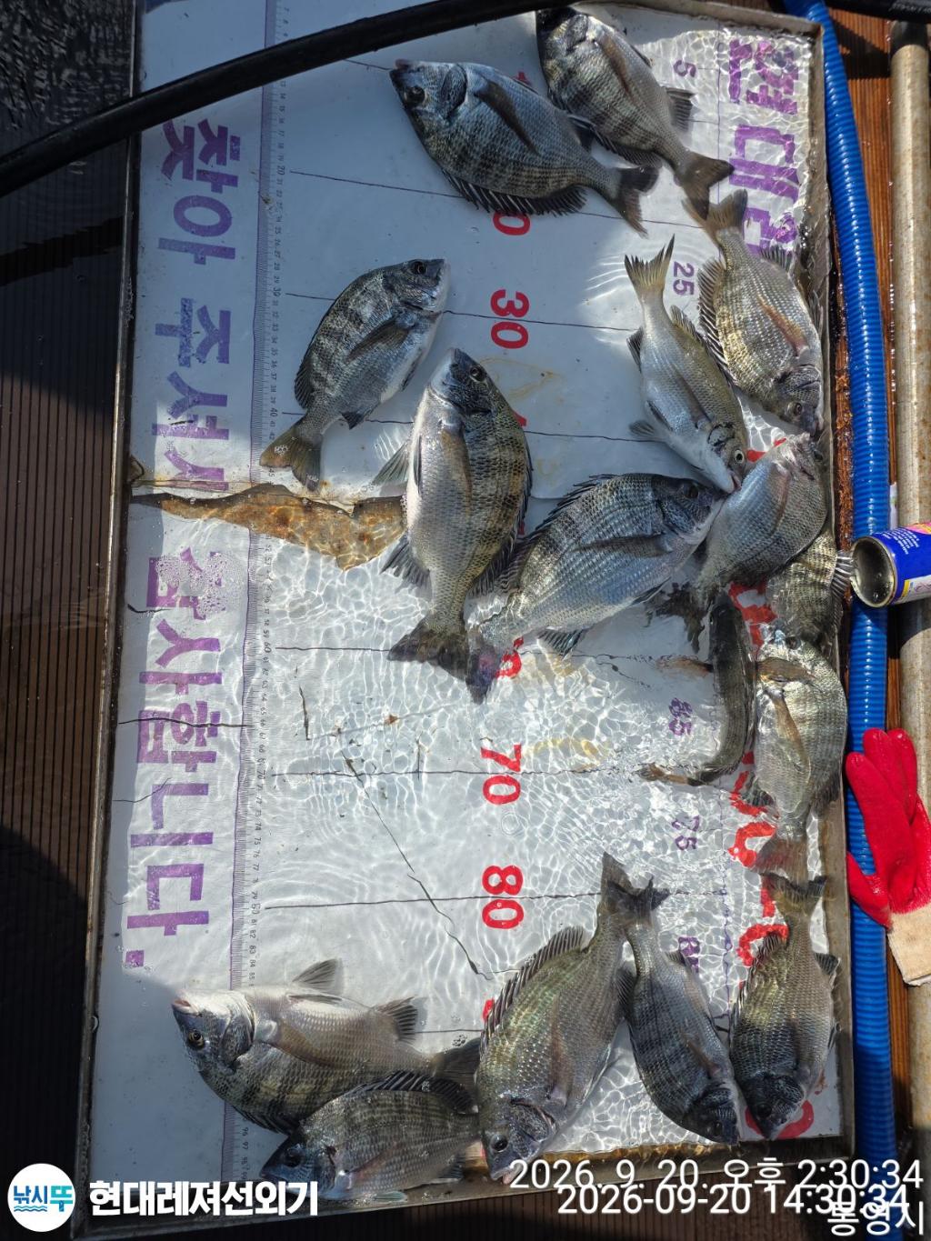 낚시뚜,감성돔,돌문어,갑오징어,풍화상장마을,통영 현대레져선외기,낚시뚜6