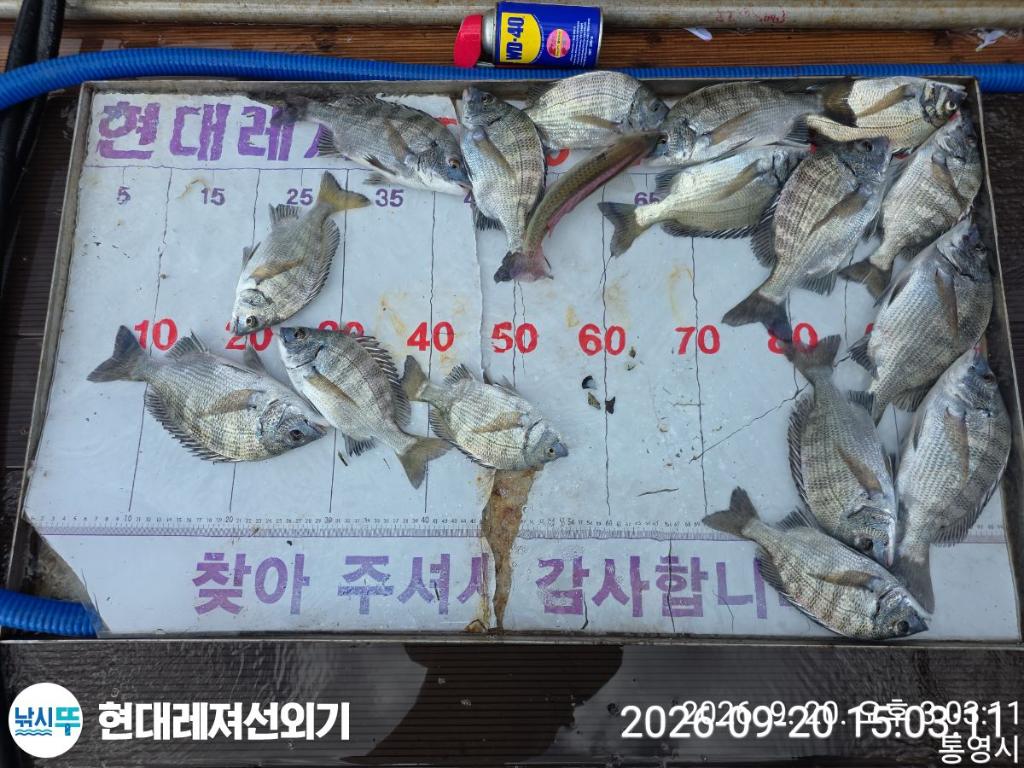 낚시뚜,감성돔,돌문어,갑오징어,풍화상장마을,통영 현대레져선외기,낚시뚜4