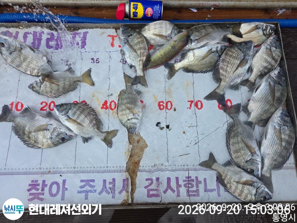 낚시뚜,감성돔,돌문어,갑오징어,풍화상장마을,통영 현대레져선외기,낚시뚜2