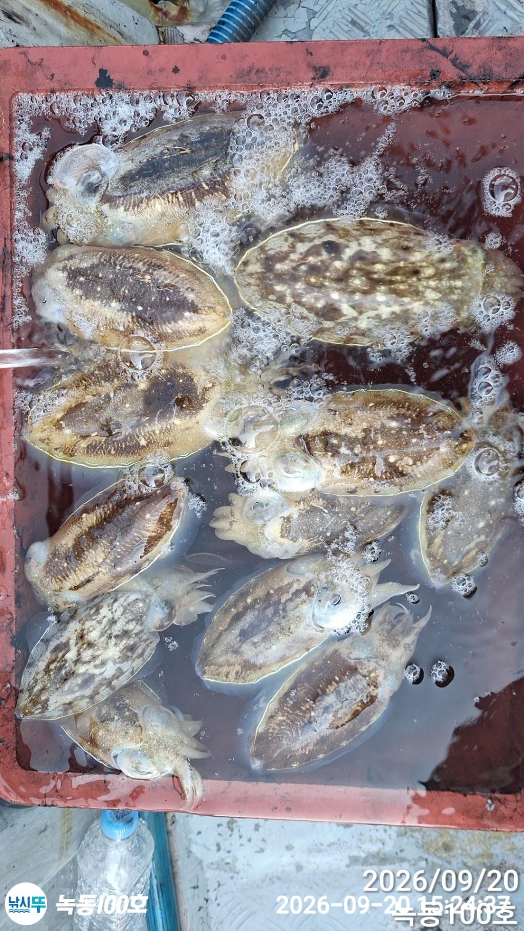 낚시뚜,돌문어,갑오징어,녹동항,녹동100호,낚시뚜15