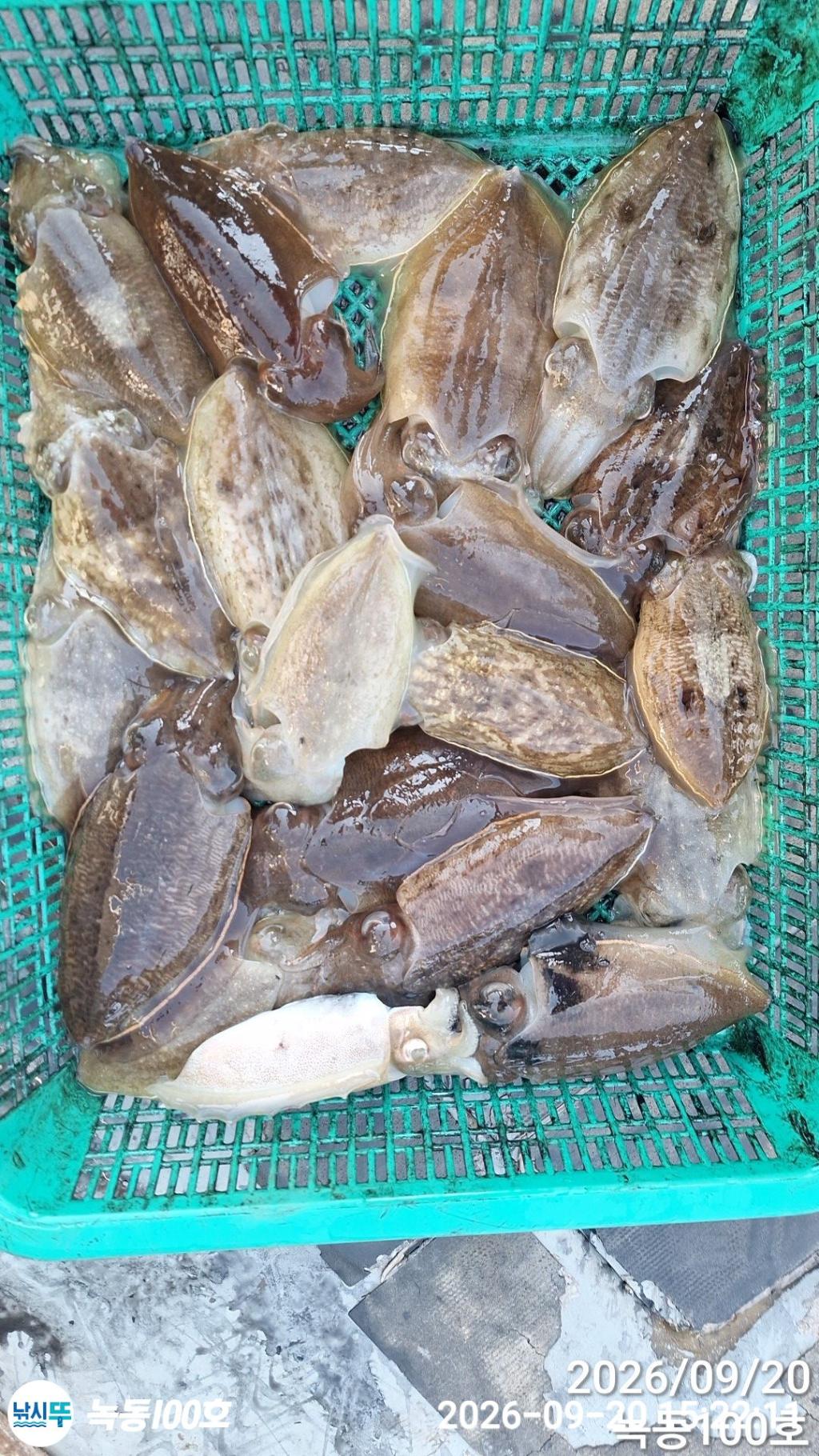 낚시뚜,돌문어,갑오징어,녹동항,녹동100호,낚시뚜14