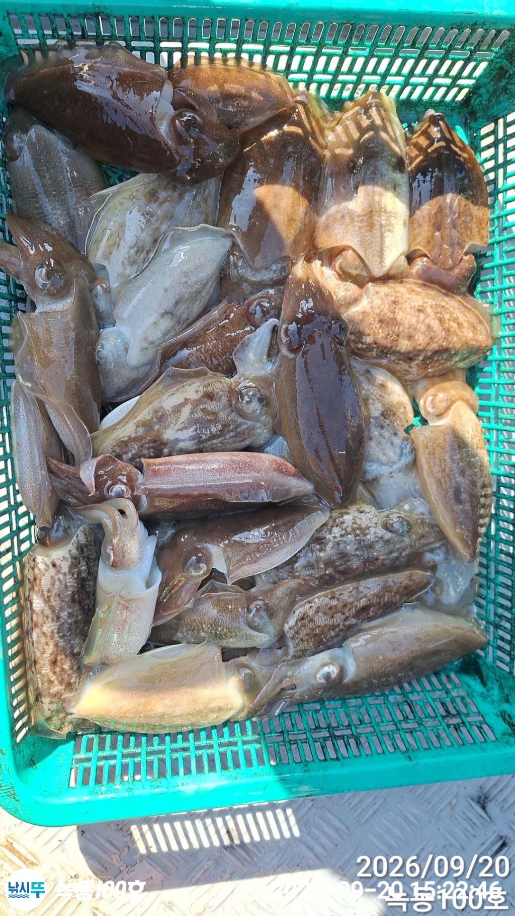 낚시뚜,돌문어,갑오징어,녹동항,녹동100호,낚시뚜5