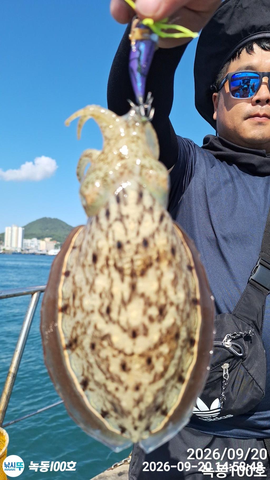 낚시뚜,돌문어,갑오징어,녹동항,녹동100호,낚시뚜4