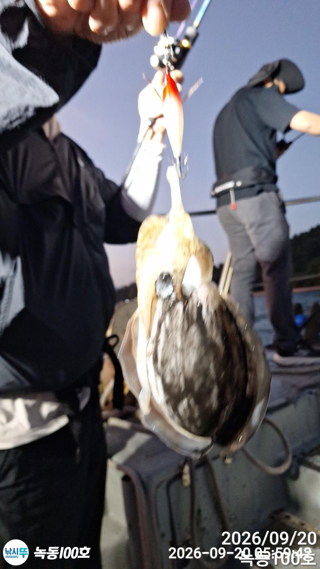 낚시뚜,돌문어,갑오징어,녹동항,녹동100호,낚시뚜1