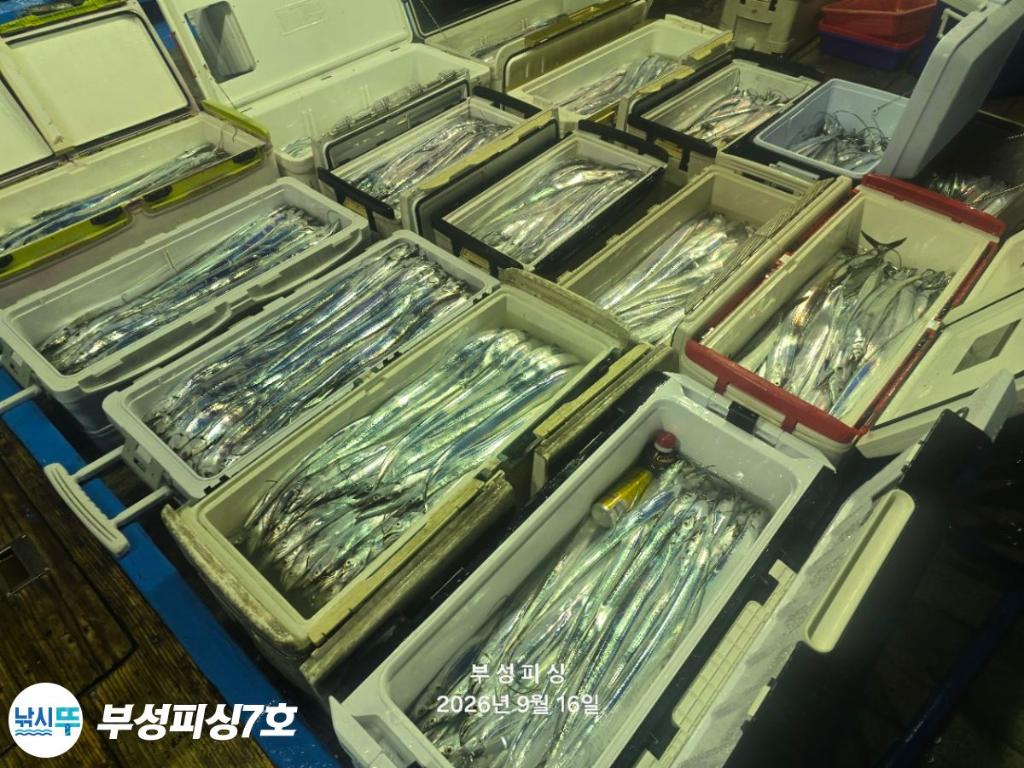 낚시뚜,갈치,통영영운리항,부성피싱7호,낚시뚜27