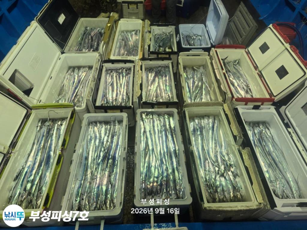 낚시뚜,갈치,통영영운리항,부성피싱7호,낚시뚜22