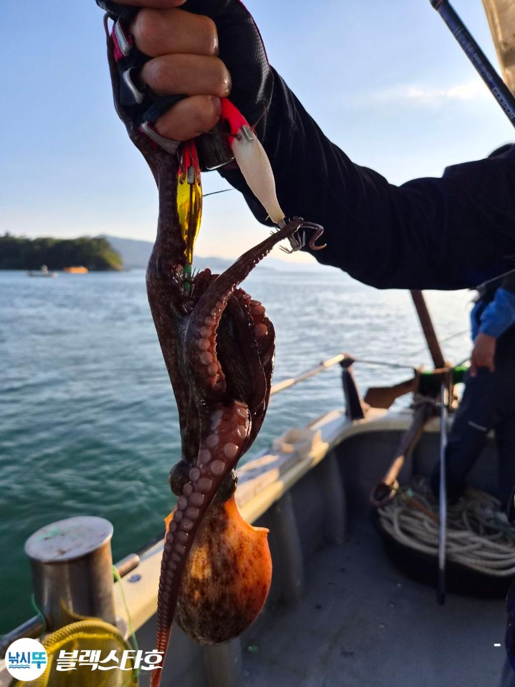 낚시뚜,돌문어,삼천포 팔포항,삼천포 블랙스타,낚시뚜21