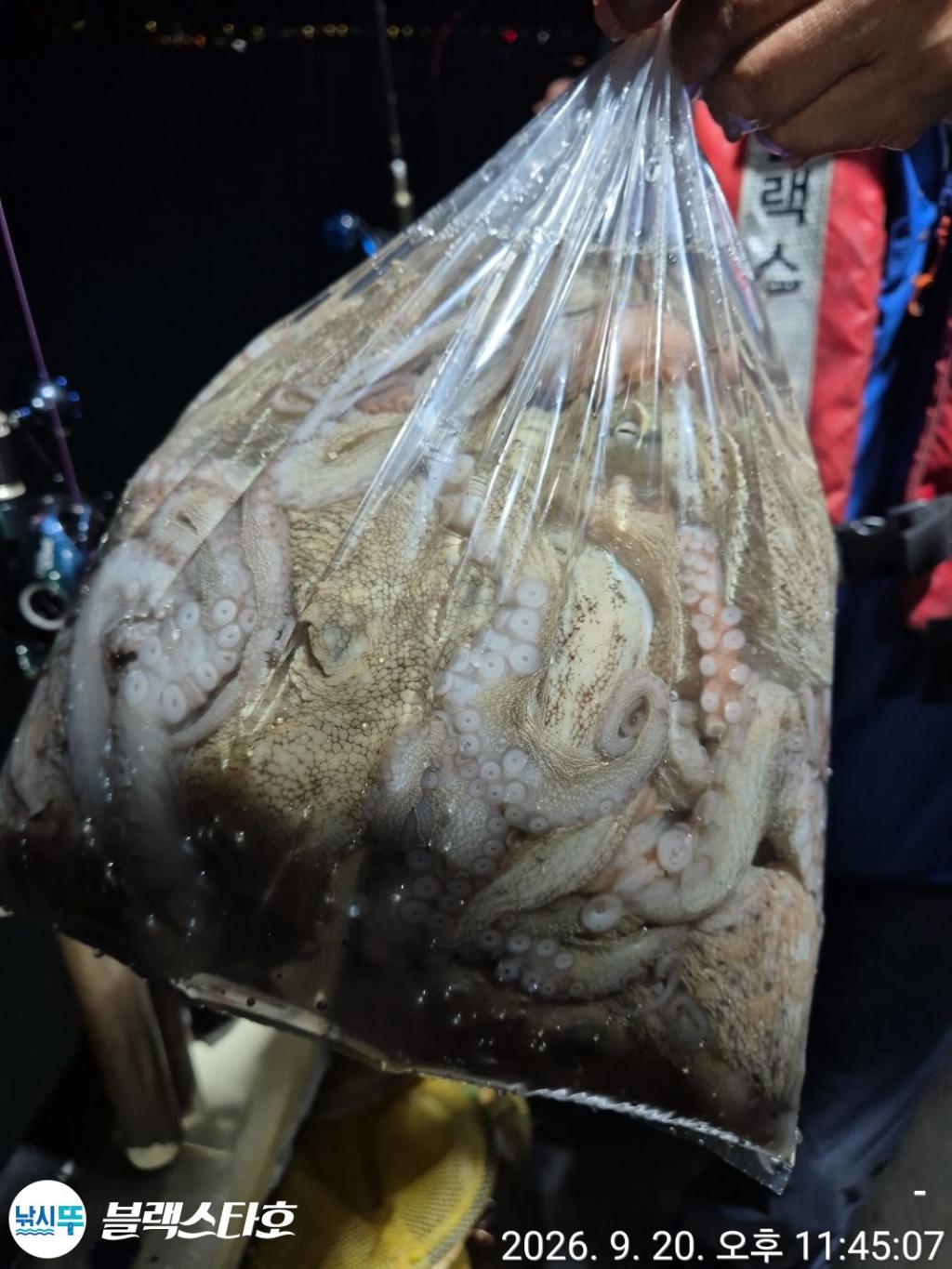 낚시뚜,돌문어,삼천포 팔포항,삼천포 블랙스타,낚시뚜3