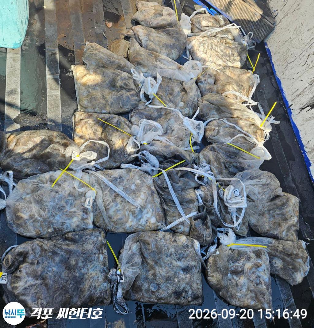 낚시뚜,쭈꾸미,격포,격포 씨헌터호,낚시뚜5