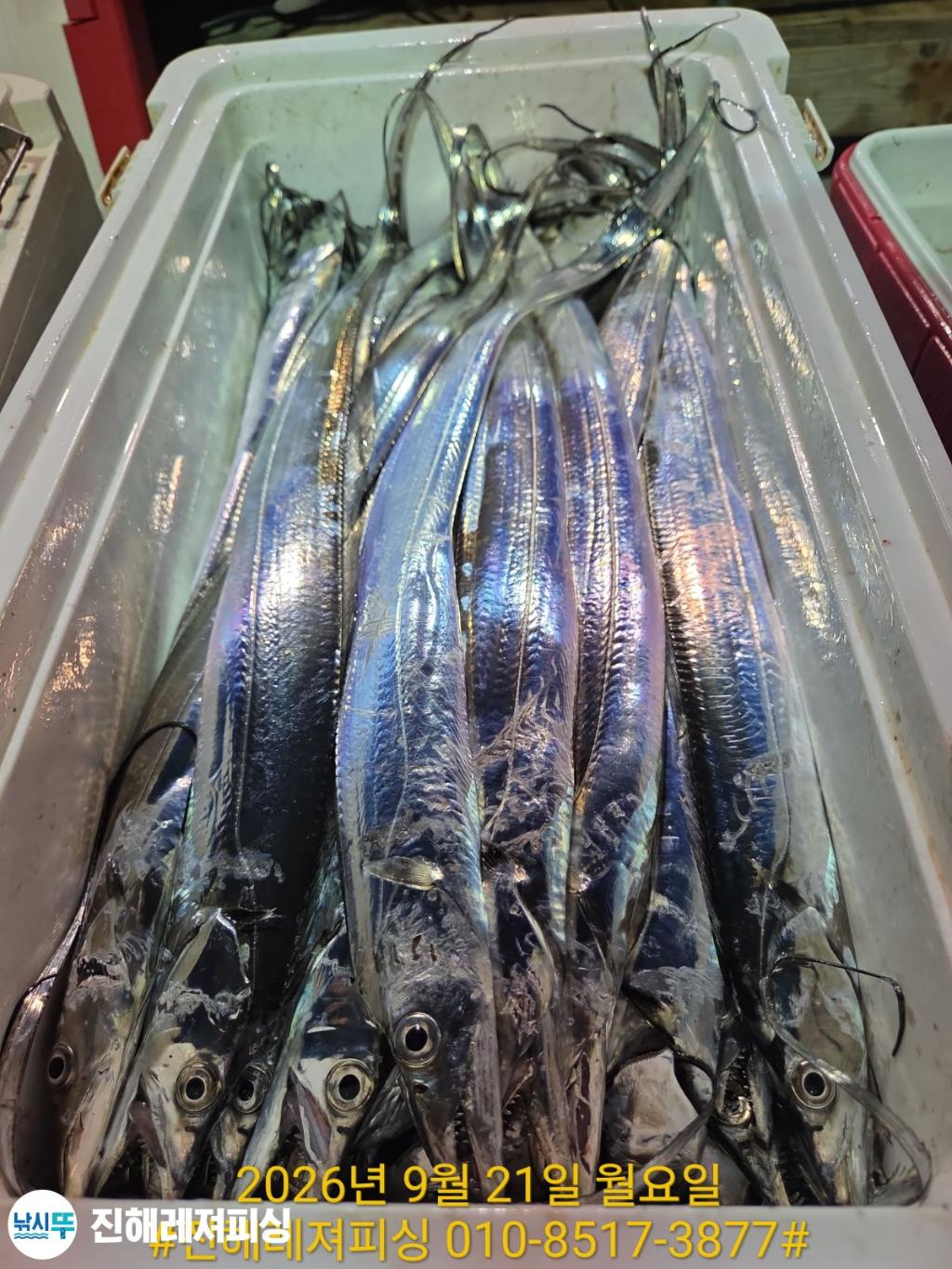 낚시뚜,갈치,진해1부두항,진해레져피싱,낚시뚜15
