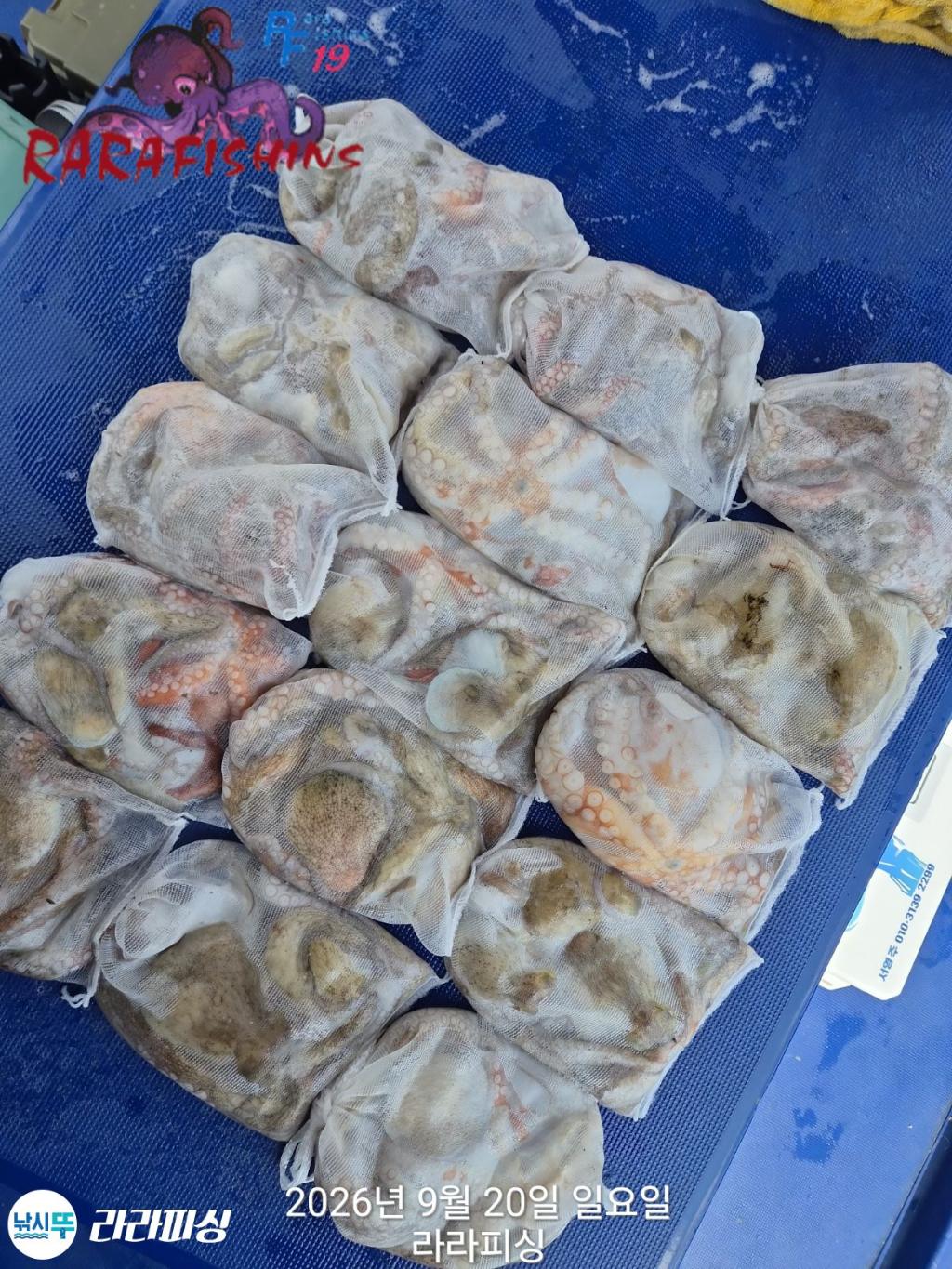 낚시뚜,돌문어,속천항(진해),라라피싱,낚시뚜19