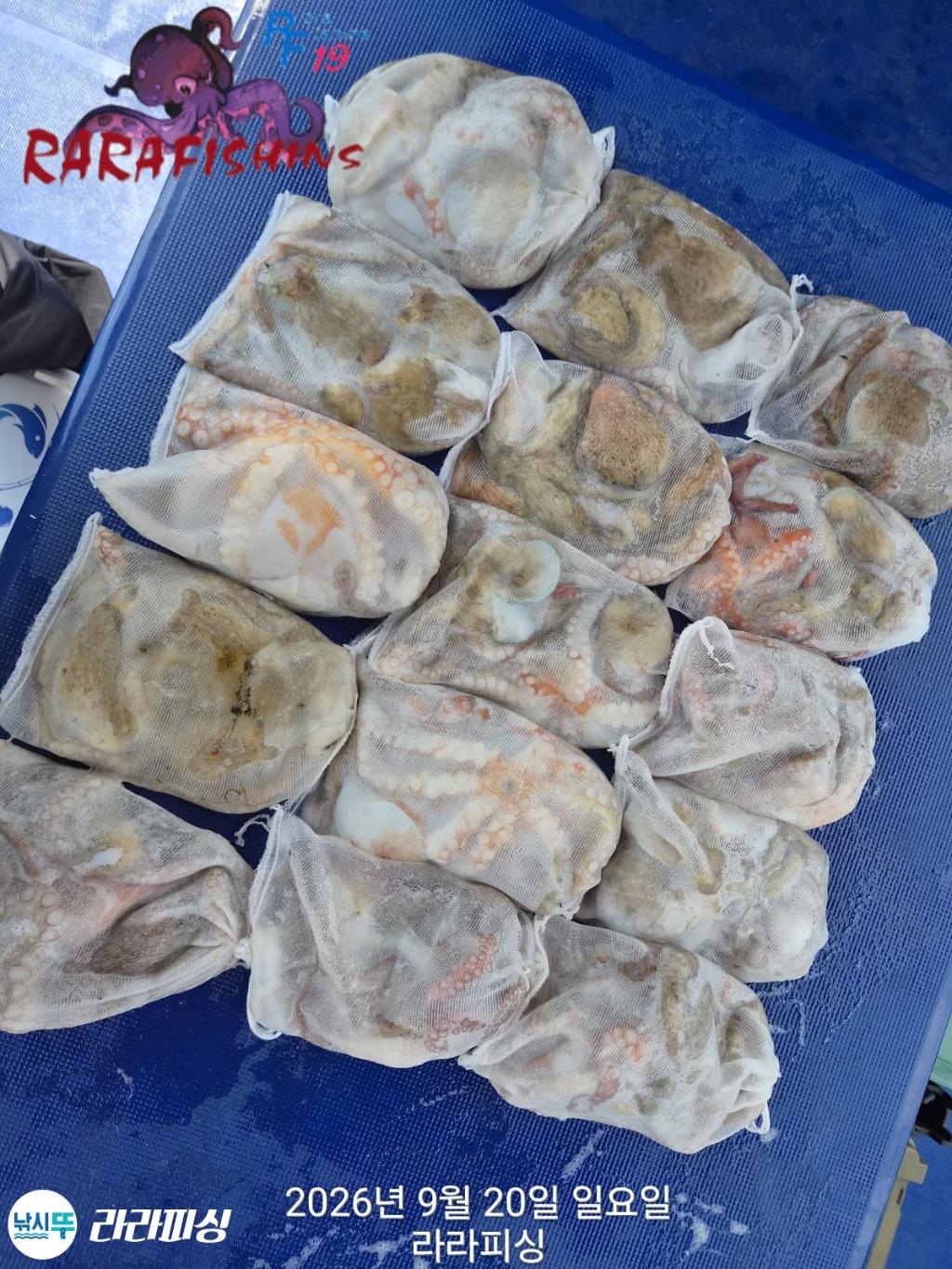 낚시뚜,돌문어,속천항(진해),라라피싱,낚시뚜16