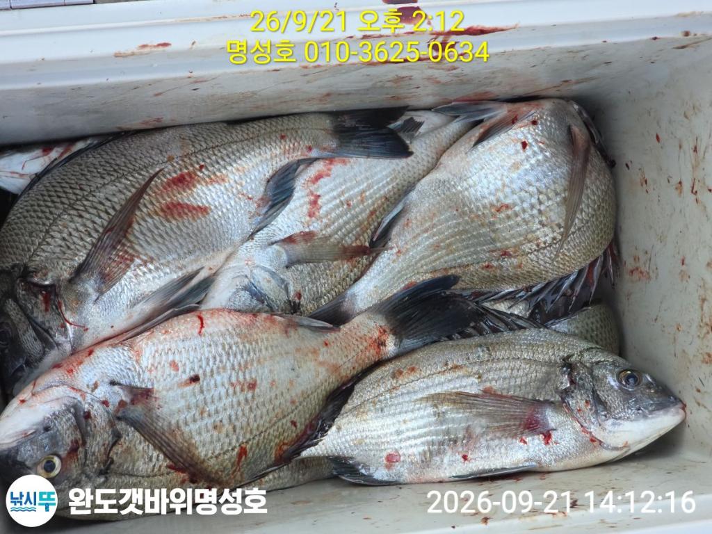 낚시뚜,감성돔,완도항,완도해남 명성호,낚시뚜0