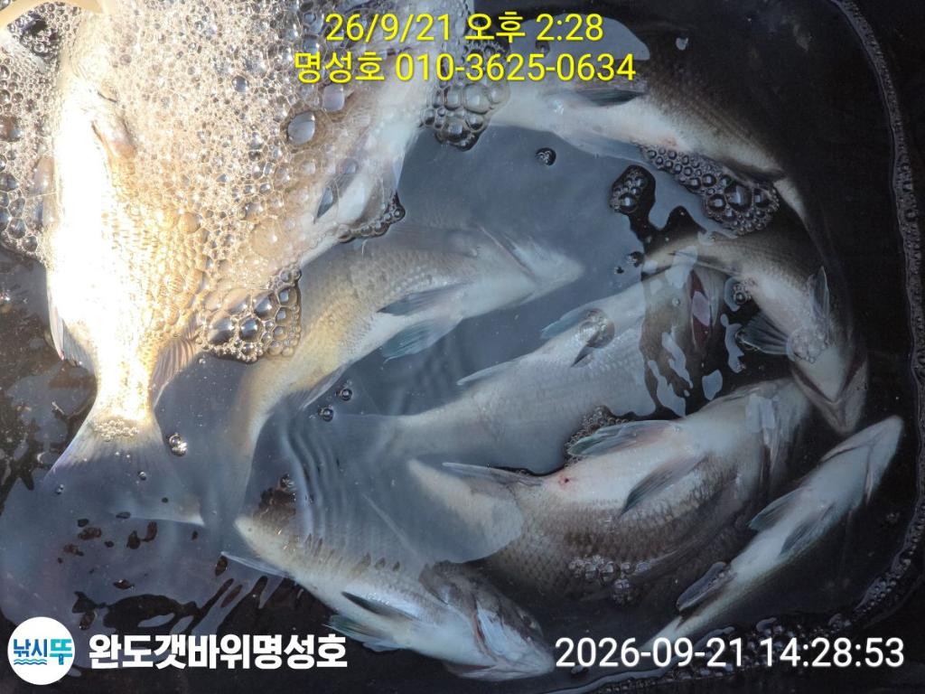 낚시뚜,감성돔,완도항,완도해남 명성호,낚시뚜2