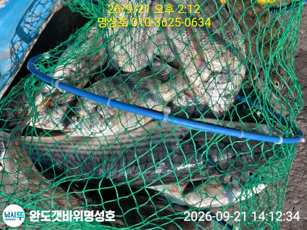 낚시뚜,감성돔,완도항,완도해남 명성호,낚시뚜1