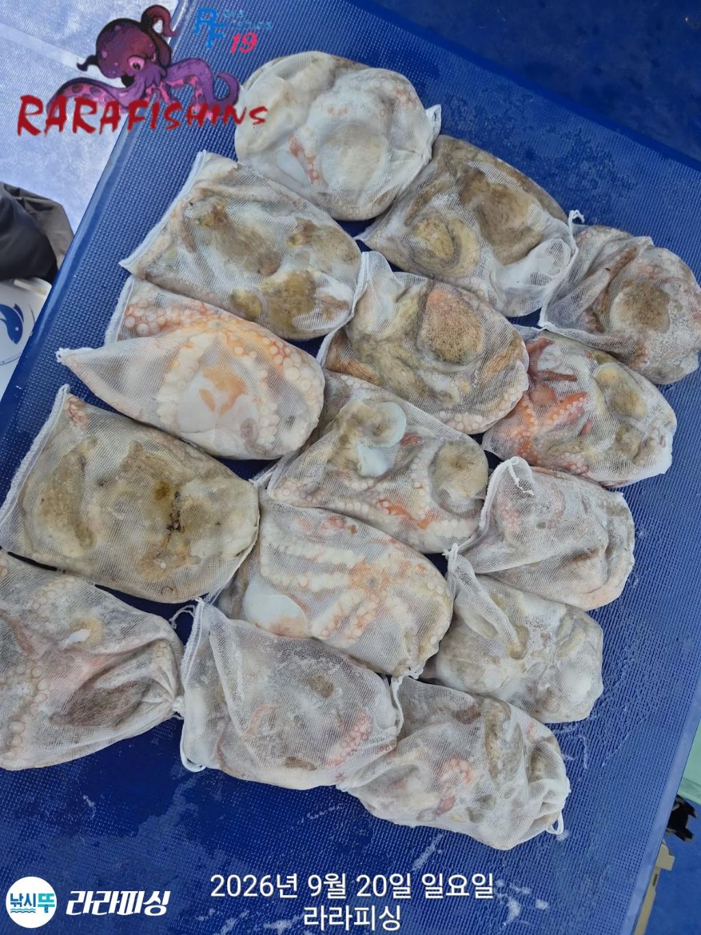 낚시뚜,돌문어,속천항(진해),라라피싱,낚시뚜16