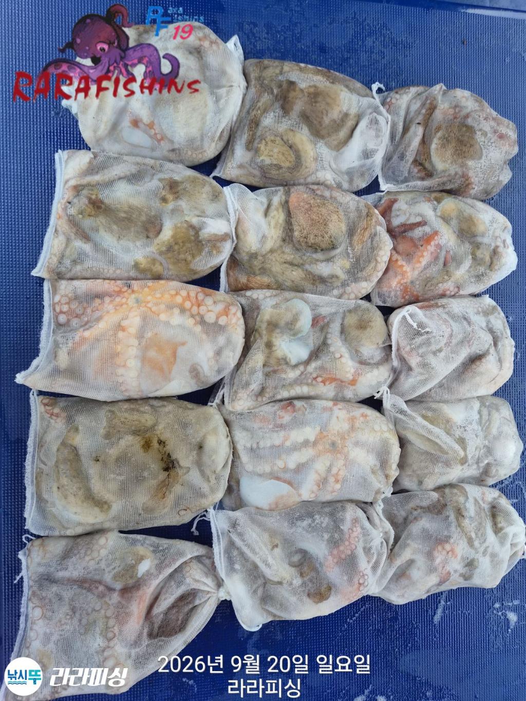 낚시뚜,돌문어,속천항(진해),라라피싱,낚시뚜14