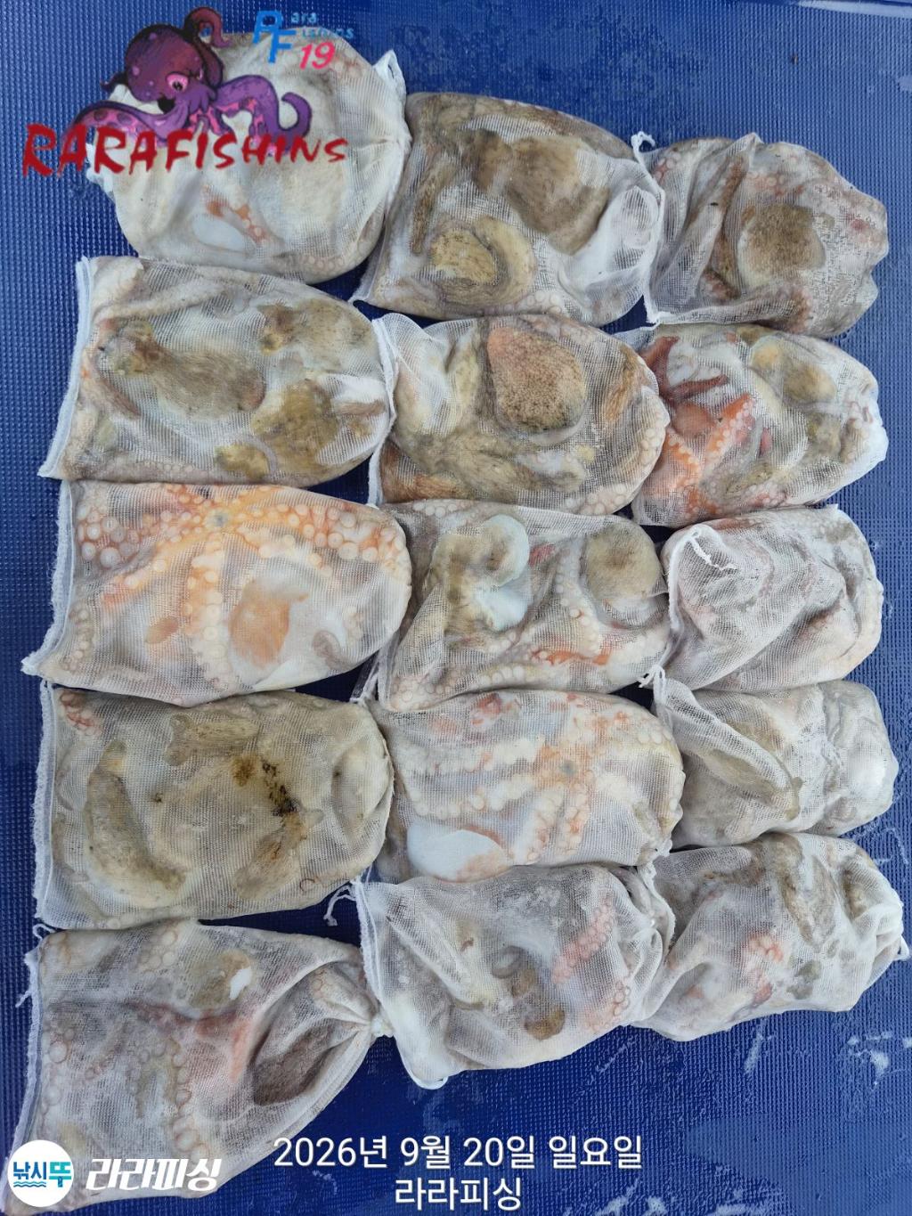 낚시뚜,돌문어,속천항(진해),라라피싱,낚시뚜13