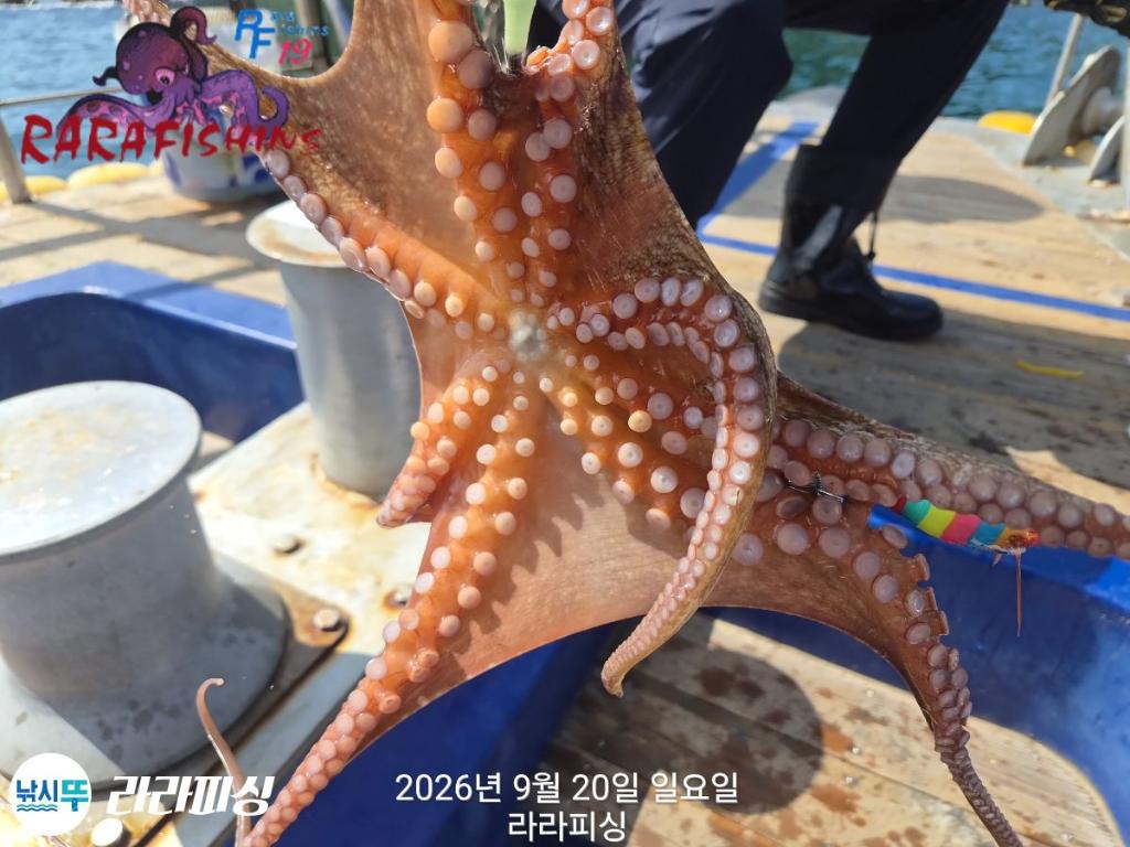 낚시뚜,돌문어,속천항(진해),라라피싱,낚시뚜12