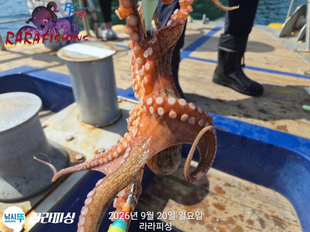 낚시뚜,돌문어,속천항(진해),라라피싱,낚시뚜9