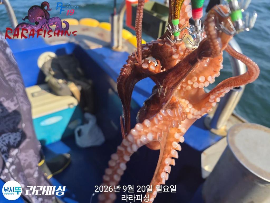 낚시뚜,돌문어,속천항(진해),라라피싱,낚시뚜8