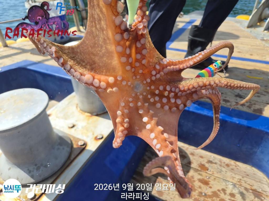 낚시뚜,돌문어,속천항(진해),라라피싱,낚시뚜5