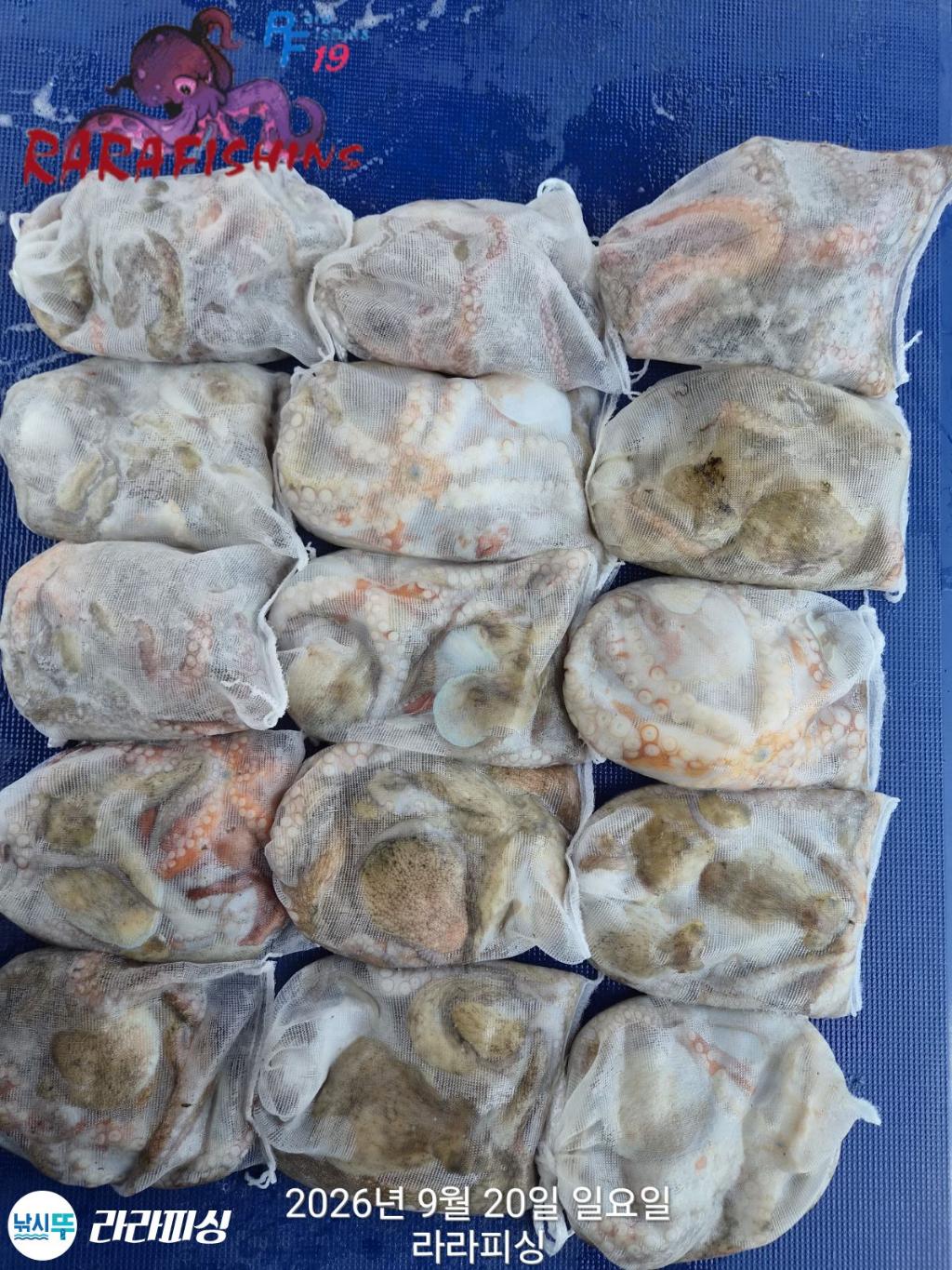 낚시뚜,돌문어,속천항(진해),라라피싱,낚시뚜1