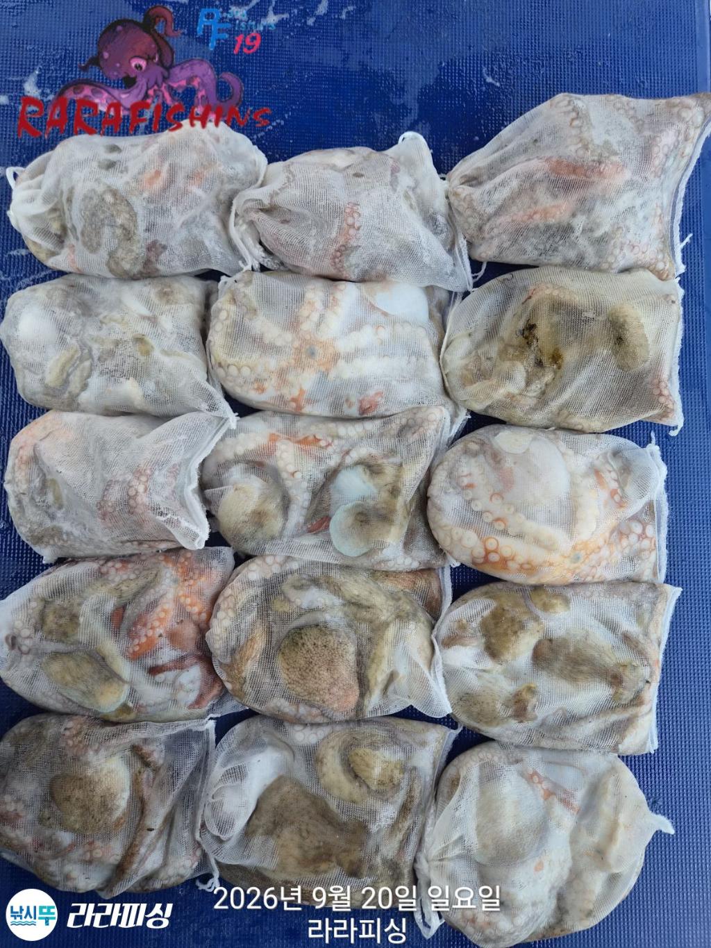 낚시뚜,돌문어,속천항(진해),라라피싱,낚시뚜0