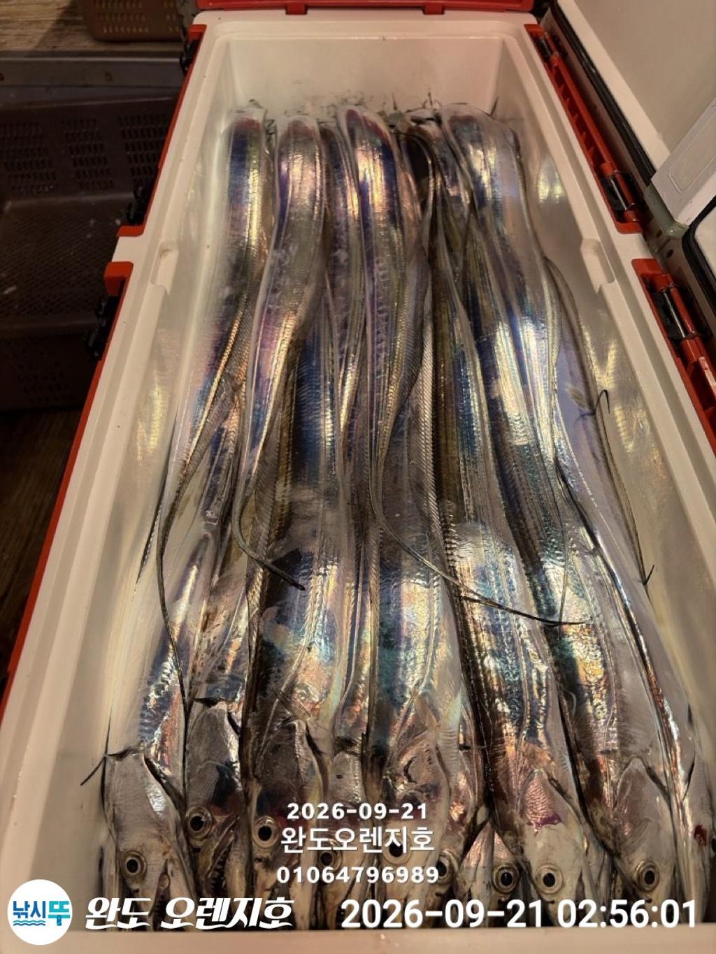 낚시뚜,갈치,완도항,완도 오렌지호,낚시뚜31