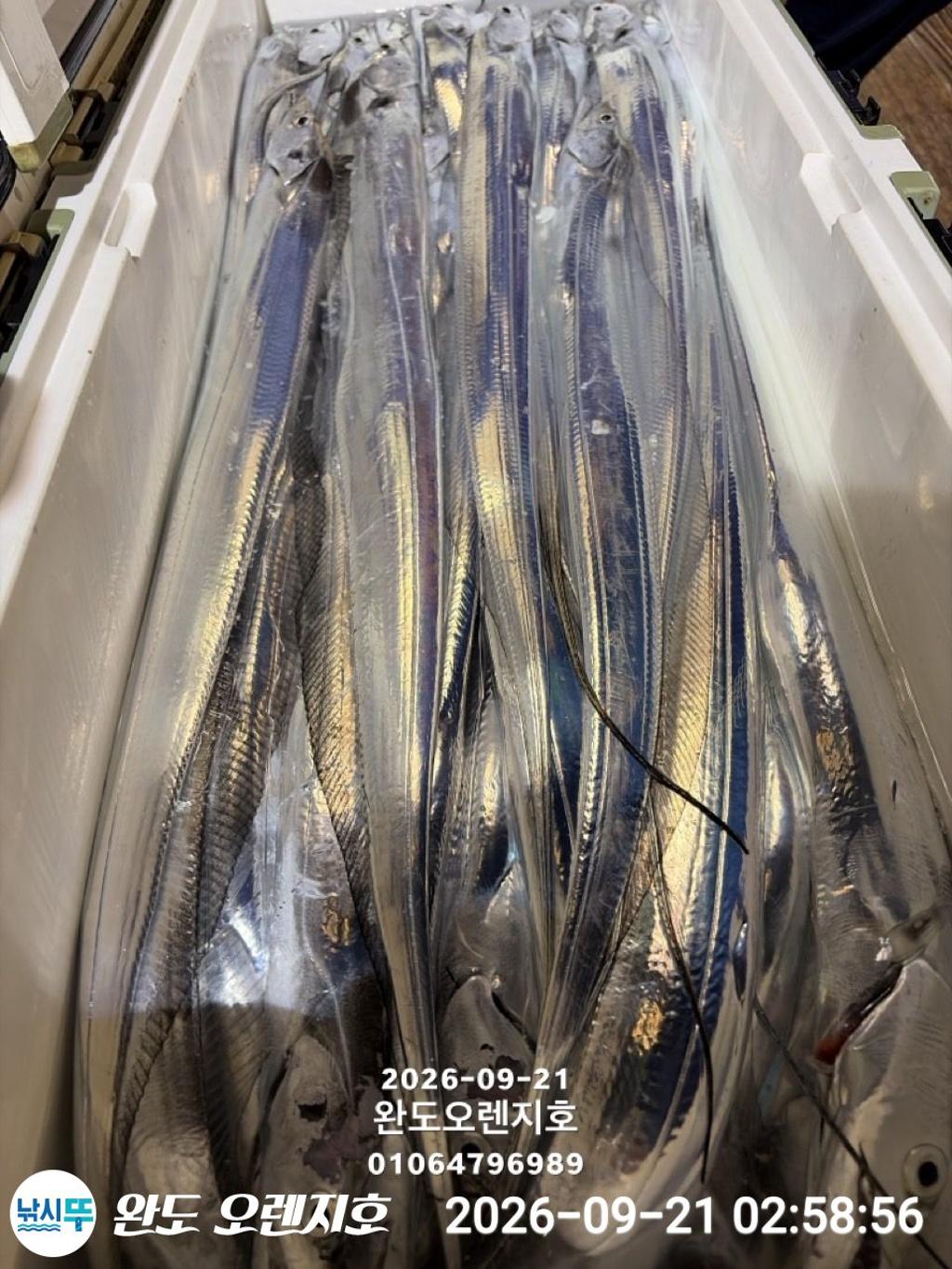 낚시뚜,갈치,완도항,완도 오렌지호,낚시뚜26
